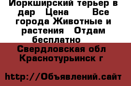 Йоркширский терьер в дар › Цена ­ 1 - Все города Животные и растения » Отдам бесплатно   . Свердловская обл.,Краснотурьинск г.